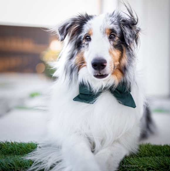 Tessies Elegant Emerald Harness + Bow - Picture 4 of 7